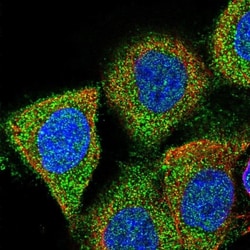 RAP6 Antibody, Novus Biologicals:Antibodies:Primary Antibodies